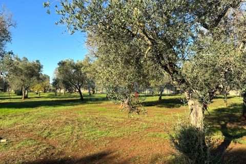 Landejendom i Ostuni, Brindisi, Ostuni - € 90.000 | Ref: 172814 - foto 8